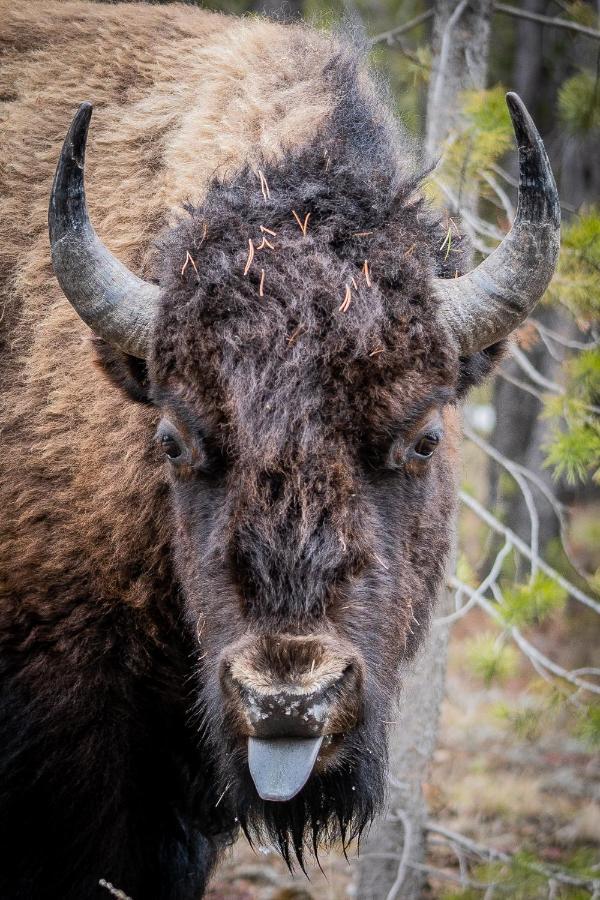 The Bison At Buffalo Jump Lägenhet West Yellowstone Exteriör bild